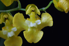 Oncidium cheirophorum