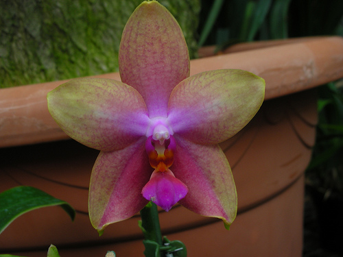 Phalaenopsis Sweet Memory | Orchids Wiki | Fandom