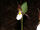 Cypripedium montanum