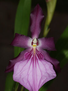 Miltonia spectabilis var moreliana