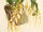 Brassia caudata plate.jpg