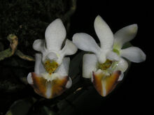 Phalaenopsis lobbii.jpg