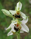 Ophrys-apifera alba.jpg