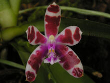 Phalaenopsis mariae.jpg