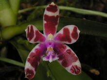 Phalaenopsis mariae