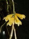 Dendrobium subclausum var. pandanicola