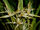 Maxillaria splendens