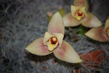 Lycaste × imschootiana