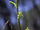 Piperia leptopetala