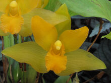 Lycaste cochleata