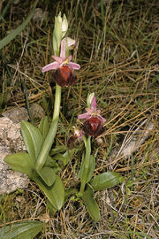 Ophrys argolica habitat