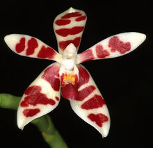 Phal. maculata.jpg