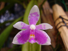 Phalaenopsis modesta