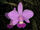 Cattleya walkeriana