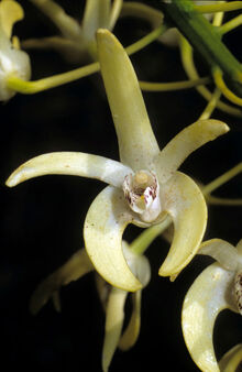 Den speciosum