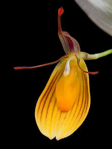 Restrepia chrysoglossa