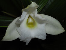 Sobralia kerryae