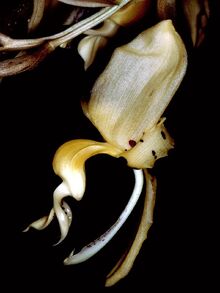 Stanhopea frymirei Orchi