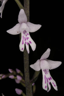 Stenoglottis fimbriata