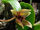 Bulbophyllum psittacoglossum