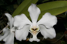 Vanda javierae