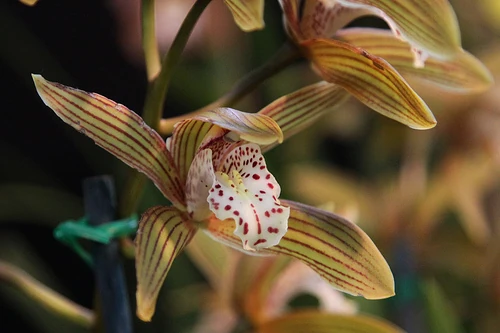 Cymbidium Sweet Tracey | Orchids Wiki | Fandom