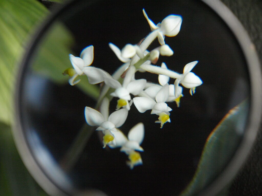 Ludisia discolor con lupa.jpg