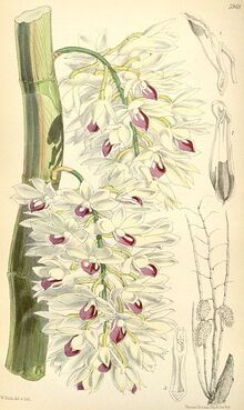 357px-Dendrobium amethystoglossum