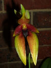 Bulbophyllum carunculatum1