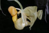 Coryanthes picturata.jpg