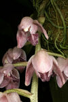 Lacaena spectabilis.jpg