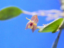 Lepanthes eximia