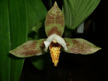 Lycaste deppei