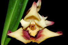 Maxillaria Fabricio Suarez