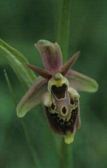 Ophrys × aquilana.jpg