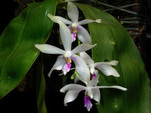 Phalaenopsis fimbriata