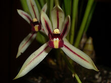 Cymbidium dayanum