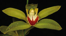 Cymbidium lowianum