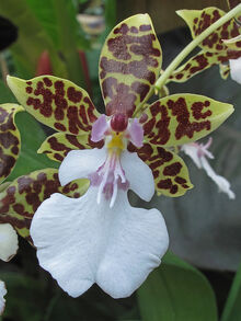 Oncidium leucochilum