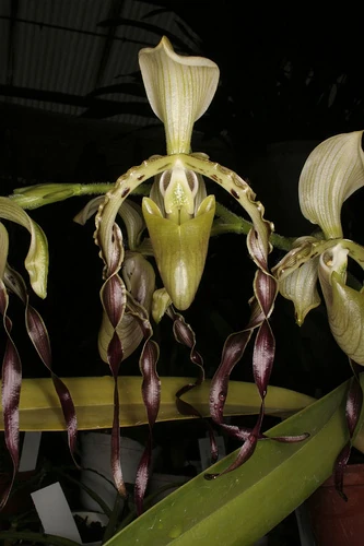 Paphiopedilum parishii | Orchids Wiki | Fandom