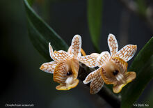 Dendrobium nemorale 02.jpg