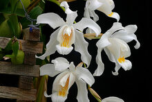 Coelogyne cristata