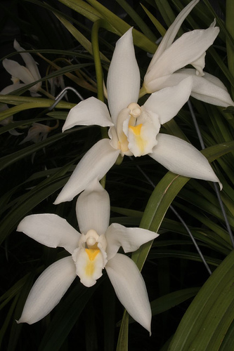 Cymbidium Eastern Promise, Orchids Wiki