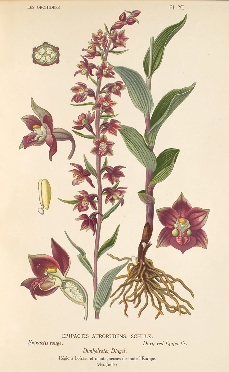 Epipactis | Orchids Wiki | Fandom