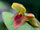 Pleurothallis bivalvis