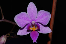 Phalaenopsis veitchiana