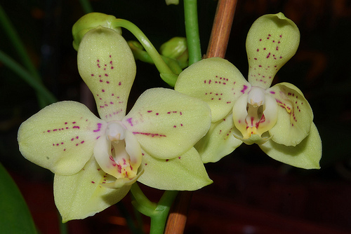 Phal 2st Multi Pixie 20+ Коллекция 19. Товары для дома