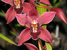 Cymbidium Via Coyote 'Black Bear' 