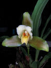 Lycaste deppei 1