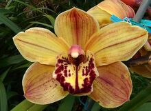 Cymbidium Exeter Pomegranate